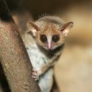 A lesser mouse lemur. By Arjan Haverkamp via Flickr.