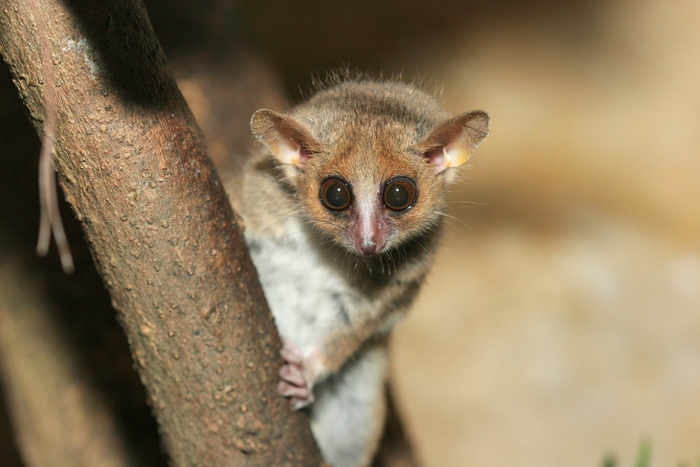 A lesser mouse lemur. By Arjan Haverkamp via Flickr.