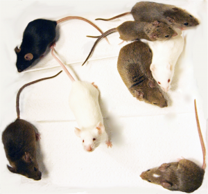 The eight founder strains of the Collaborative Cross mouse population.