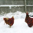Some chickens are well suited for snowy environments. Photo by MaryEllen and Paul via Flickr. Shared under a CC BY-NC 2.0 license.