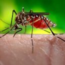 Only female yellow-fever mosquitoes drink blood. They can also spread dengue fever and Zika virus. Photo by the Centers for Disease Control.