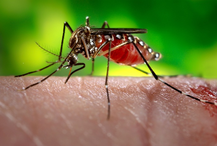 Only female yellow-fever mosquitoes drink blood. They can also spread dengue fever and Zika virus. Photo by the Centers for Disease Control.