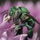 Male orchid bee Euglossa dilemma drinking nectar. Whole genome sequencing efforts by Brand et al. (2891–2898) published in this issue of G3 revealed that E. dilemma has one of the largest genomes known for insects. Image: Thomas Eltz.