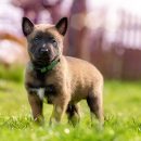 Fawn and Black Belgian Malinois Puppy on Green Grass. Via Pexels.