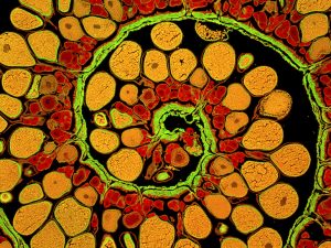 Cross section of the ovary of an anglerfish. Photo by NIH Image Gallery via Flickr. [CC BY-NC 2.0]