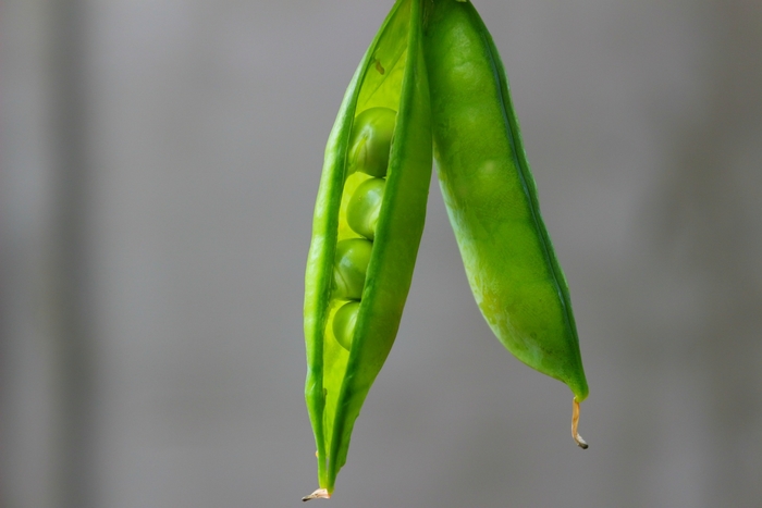 Much of Mendel's research on genetics was conducted using pea plants. Image credit: by Ruslana Babenkovia via Pixabay, CC0 license.