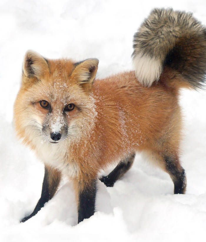 Tame red fox with curly tail in snow