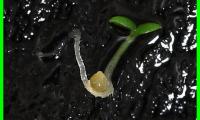 Photo of seedling germinating
