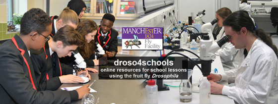 Image of droso4schools website