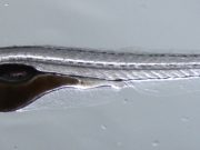 A 21 day old Zebrafish with skeleton visible