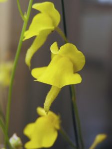 Yellow Genlisea aurea flower