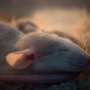 mouse sleeping