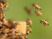 Honey bees entering a hive