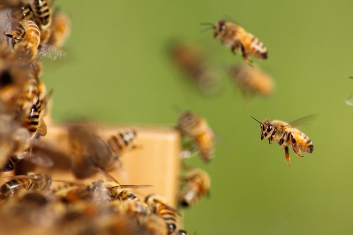 Honey bee social behaviors and the long hunt for genetic factors