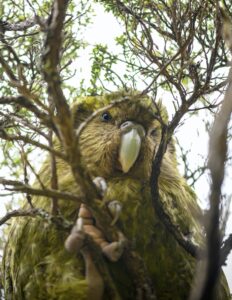 Kakapo bird perched in a tree
