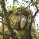 kakapo bird perched in a bush