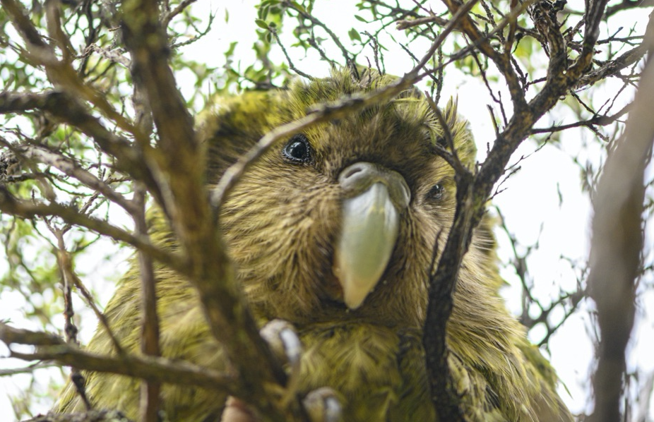 kakapo bird perched in a bush
