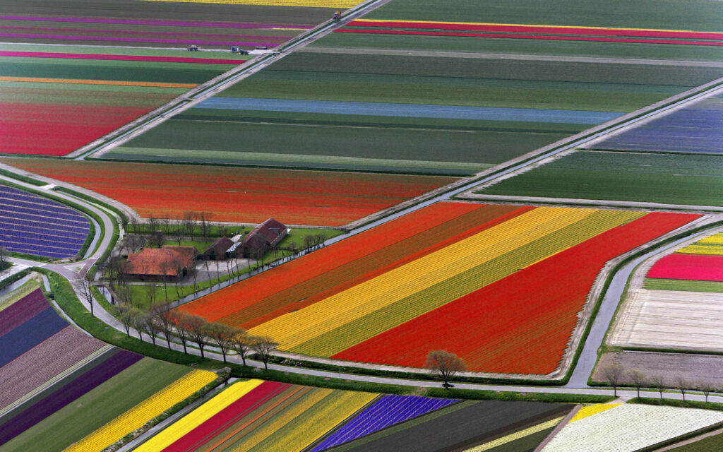 Photo of Tulips near the Spoorpad, Warmond, the Netherlands