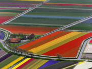 Photo of Tulips near the Spoorpad, Warmond, the Netherlands