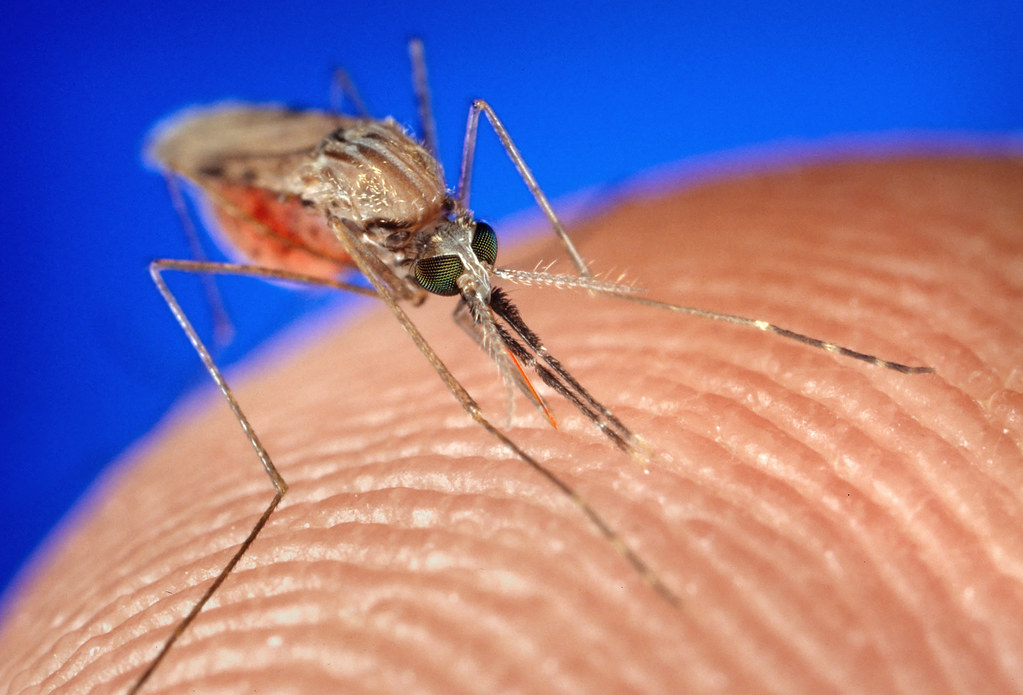 Extreme close-up of mosquito on a person's finger.