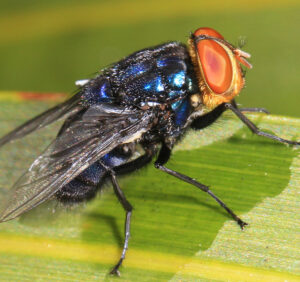 The New World Screwworm, an insect with large red eyes and a shiny blue exoskeleton, on a green plant.