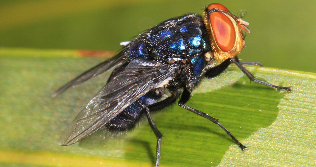 The New World Screwworm, an insect with large red eyes and a shiny blue exoskeleton, on a green plant.
