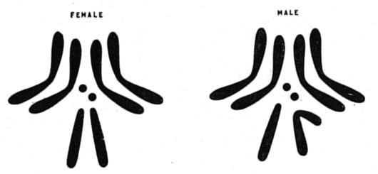Two sets of mitotic Drosophila chromosomes are shown on a white background. The left set represents female chromosomes, whereas the right set displays male chromosomes.