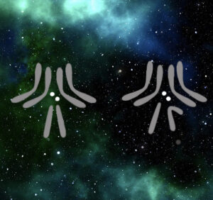 Two sets of Drosophila chromosomes against a blue and green starry field. The fourth “dot” chromosome is highlighted in white.