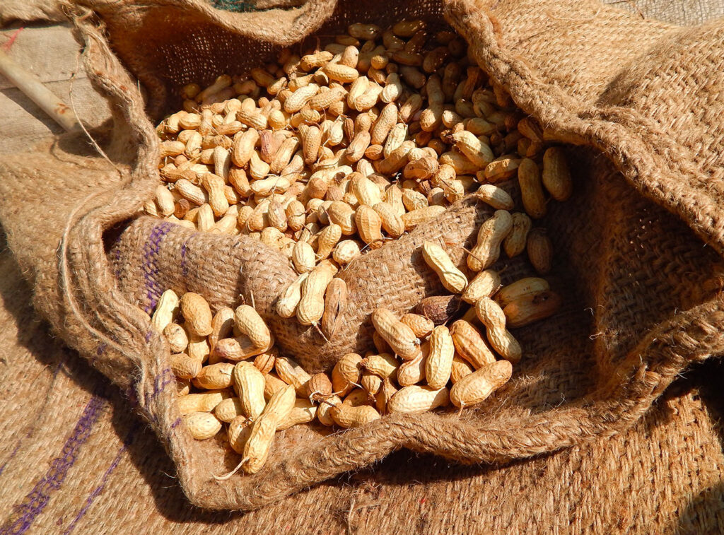 Peanuts in an open burlap sack