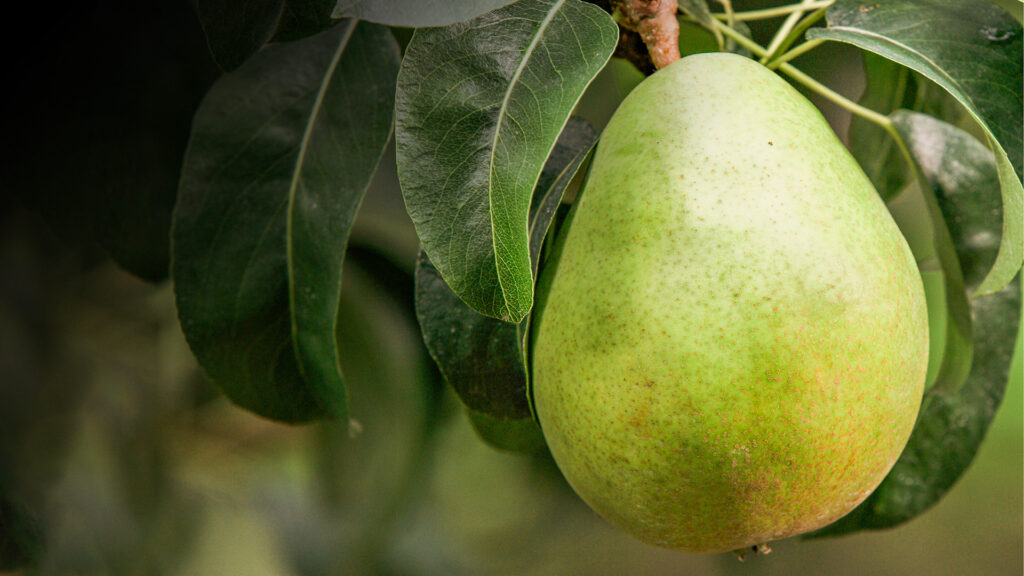 A photo of the d'anjou pear