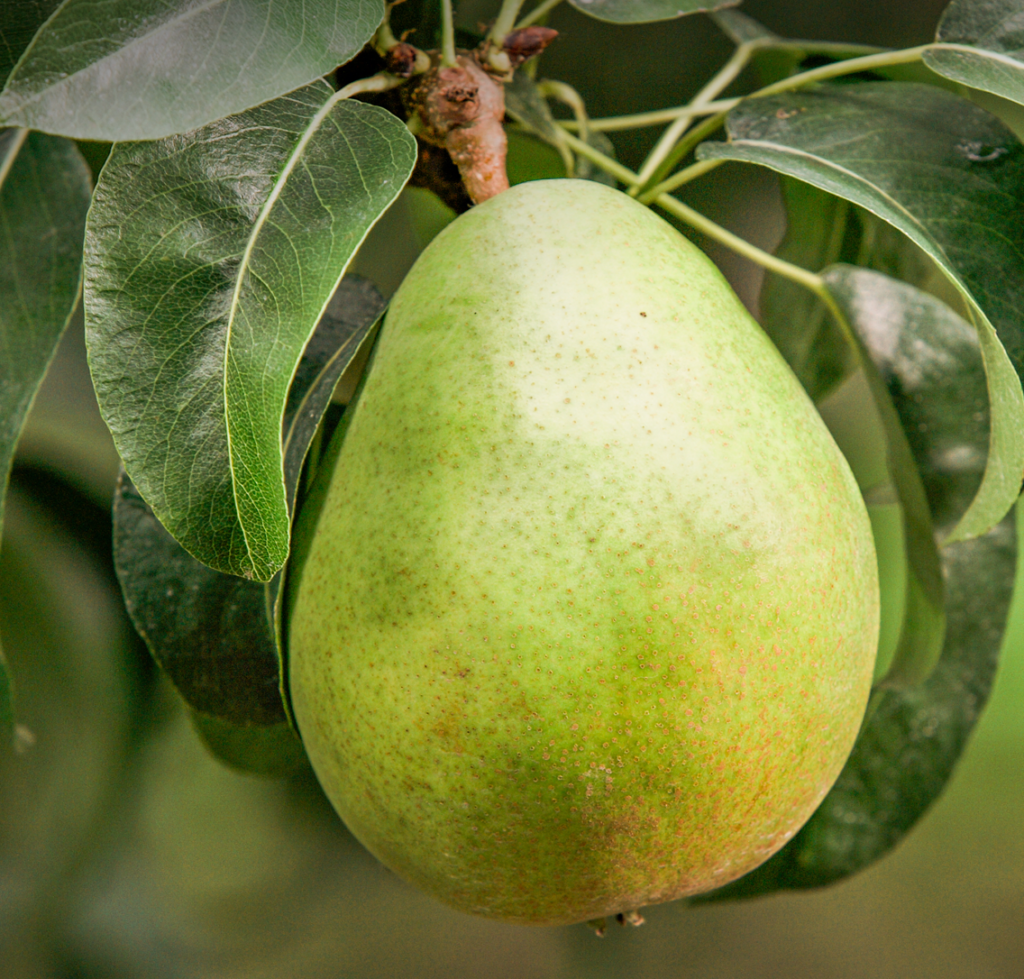 A photo of the d'anjou pear