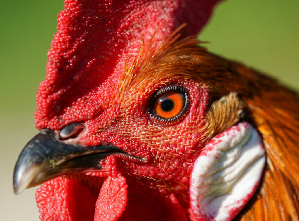 A zoomed in photo of the eye and beak of a bright red gamecock against a neutral background.