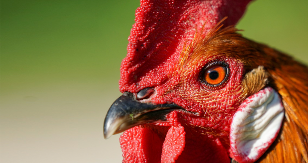 A zoomed in photo of the eye and beak of a bright red gamecock against a neutral background.