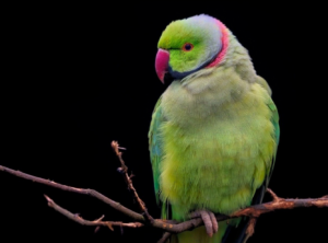 A rose-ringed parakeet, one of three parrot species used in the study.