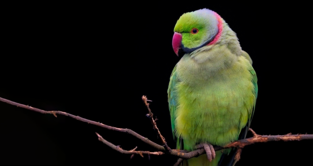 Parrot plumage study aids breeders and endangered natural populations-image