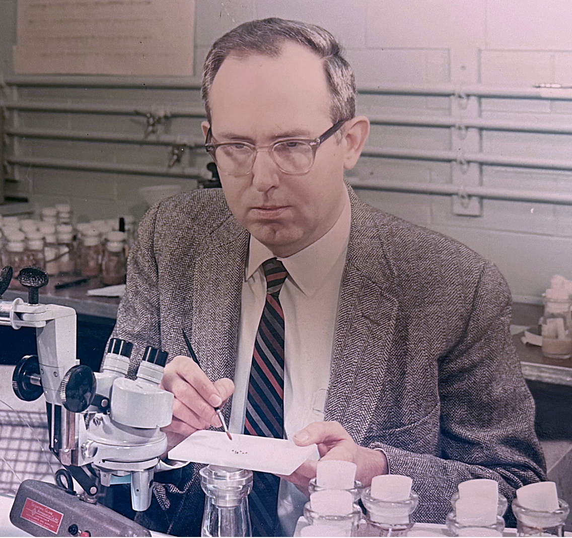Ed Grell at his dissecting microscope using ether to anesthetize his flies.